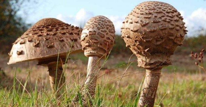Отруєння грибами: профілактика і перша допомога